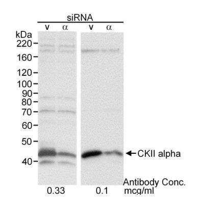 Western Blot: Casein Kinase 2 alpha Antibody [NB100-377]