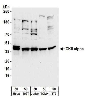 Western Blot: Casein Kinase 2 alpha Antibody [NB100-378]