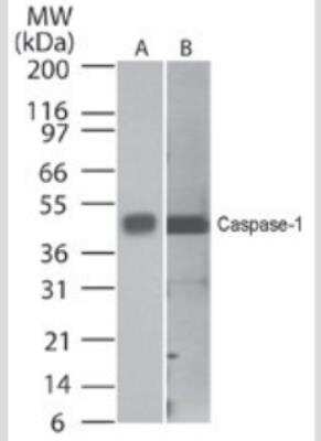 Western Blot Detection of Caspase-1 in Human and Mouse Cell Lysates