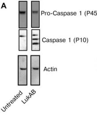 Detection of Caspase-1 in LukAB Intoxicated THP1 Cells by Western Blot
