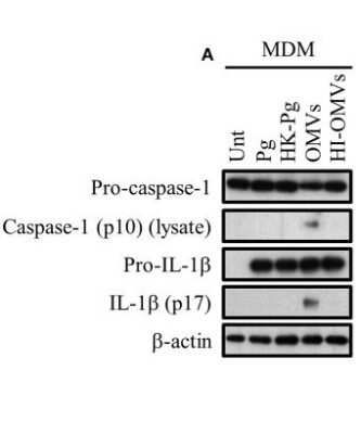 Western Blot Analysis of Caspase-1 in Infected Human MDMs