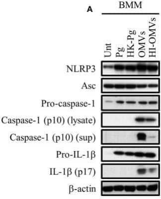 Western Blot Analysis of Caspase-1 in Infected Mouse BMMs