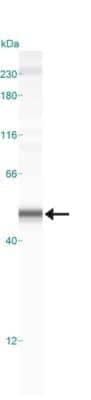 Detection of Caspase-1 in HeLa Cell Lysate by Simple Western