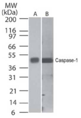 Western Blot Detection of Caspase-1 in Human and Mouse Cell Lysates