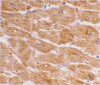 Immunohistochemistry-Paraffin: Caspase-1 Antibody - BSA Free [NBP1-76605]