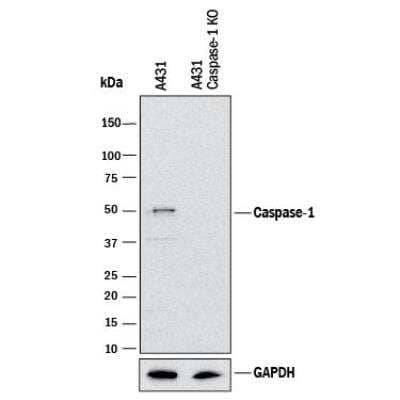 Knockout Validated: Caspase-1 Antibody [NB100-56564]