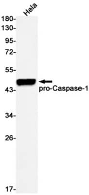 Western Blot: Caspase-1 Antibody (S05-7H1) [NBP3-20031]