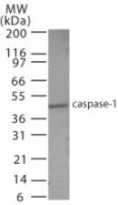 Western Blot: Caspase-1 Antibody [NB100-56564]