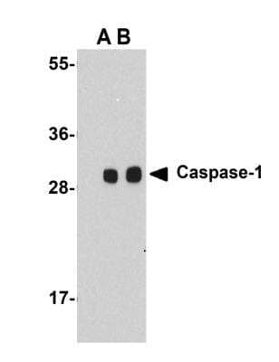 Western Blot: Caspase-1 AntibodyBSA Free [NBP1-76605]