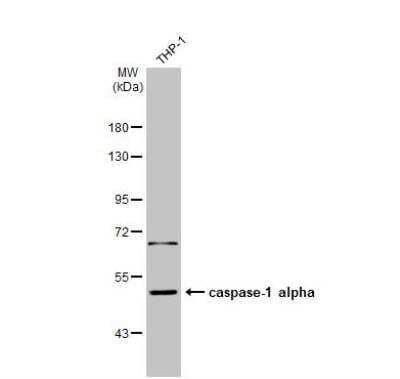 Western Blot: Caspase-1 Antibody [NBP2-15713]