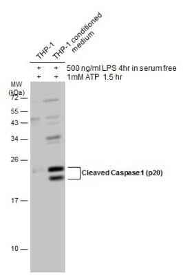 Western Blot: Caspase-1 Antibody(cleaved) [NBP3-13233]