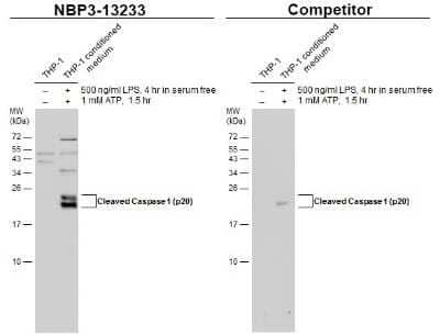 Western Blot: Caspase-1 Antibody(cleaved) [NBP3-13233]