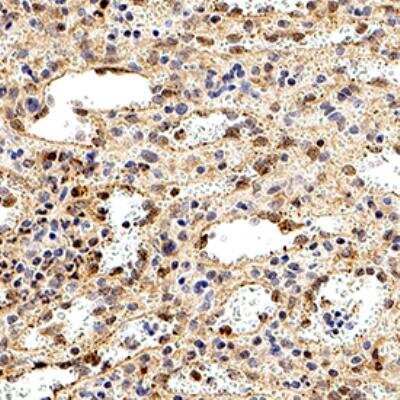 Immunohistochemistry-Paraffin: Caspase-10/FLICE2 Antibody [NB100-56125]