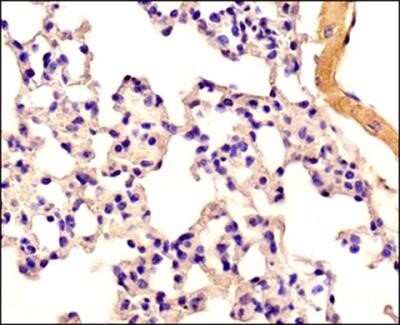 Immunohistochemistry: Caspase-11 Antibody (17D9) - Azide and BSA Free [NBP2-80612]