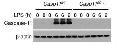 Knockdown Validated: Caspase-11 Antibody (17D9) - Azide and BSA Free [NBP2-80612]
