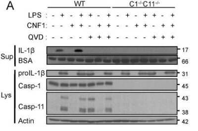 Western Blot: Caspase-11 Antibody (17D9) - Azide and BSA Free [NBP2-80612]
