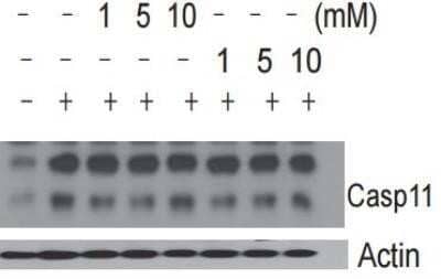Western Blot: Caspase-11 Antibody (17D9)Azide and BSA Free [NBP2-80612]
