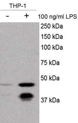 Western Blot: Caspase-11 Antibody (17D9)Azide and BSA Free [NBP2-80612]