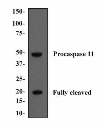 Western Blot: Caspase-11 Antibody (17D9)Azide and BSA Free [NBP2-80612]