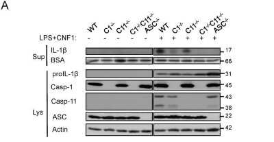 Knockout Validated: Caspase-11 Antibody (17D9) - BSA Free [NB120-10454]