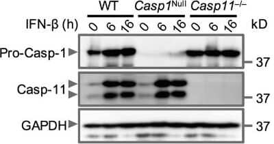 Knockout Validated: Caspase-11 Antibody (17D9) - BSA Free [NB120-10454]