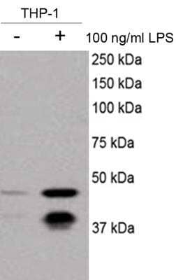 Western Blot: Caspase-11 Antibody (17D9)BSA Free [NB120-10454]