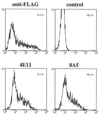 Flow Cytometry: Caspase-11 Antibody (4E11) - BSA Free [NBP2-80100]