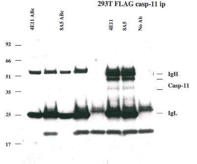 Immunoprecipitation: Caspase-11 Antibody (4E11) - BSA Free [NBP2-80100]
