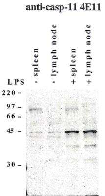 Western Blot: Caspase-11 Antibody (4E11)BSA Free [NBP2-80100]