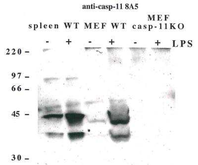 Western Blot: Caspase-11 Antibody (8A5)BSA Free [NBP2-80099]