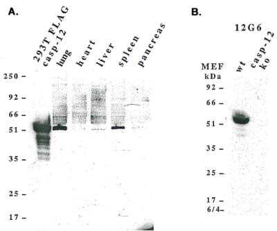 Western Blot: Caspase-12 Antibody (12G6)BSA Free [NBP2-80101]