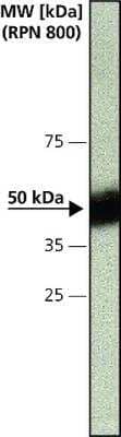 Western Blot: Caspase-12 Antibody (14F7)BSA Free [NB600-1432]