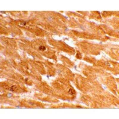 Immunohistochemistry: Caspase-12 Antibody - BSA Free [NBP1-76624]