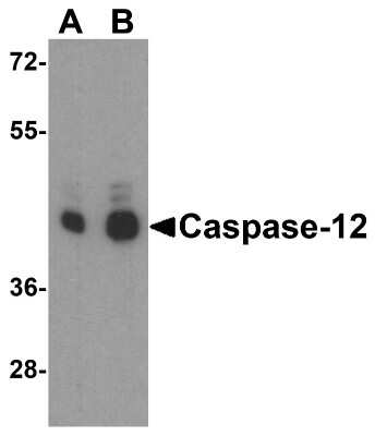 Western Blot: Caspase-12 AntibodyBSA Free [NBP1-76624]