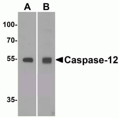 Western Blot: Caspase-12 AntibodyBSA Free [NBP1-76801]