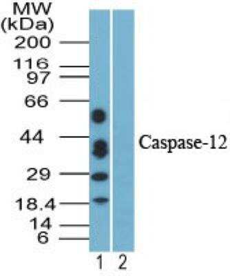 Western Blot: Caspase-12 Antibody [NBP2-24518]