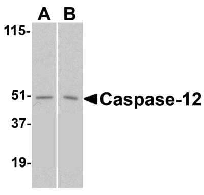 Western Blot: Caspase-12 AntibodyBSA Free [NBP2-31179]