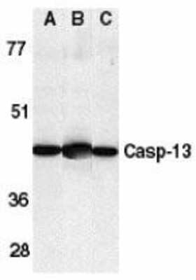 Western Blot: Caspase-13 AntibodyBSA Free [NBP1-76812]