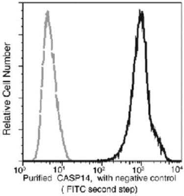 Flow Cytometry: Caspase-14 Antibody (145) [NBP2-90007]