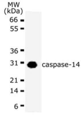 Western Blot: Caspase-14 Antibody (70A1426)Azide Free [NBP2-33245]