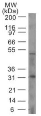 Western Blot: Caspase-14 Antibody (70A1426)Azide Free [NBP2-33245]