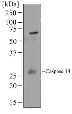 Western Blot: Caspase-14 Antibody (70A1426)Azide Free [NBP2-33245]