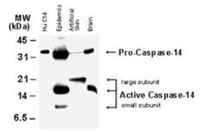 Western Blot: Caspase-14 Antibody [NB100-56126]