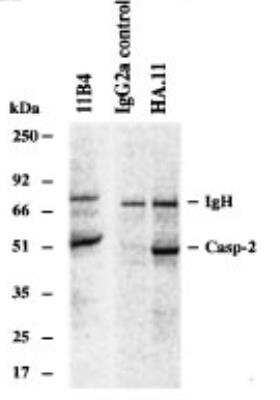 Immunoprecipitation: Caspase-2 Antibody (11B4) - BSA Free [NBP2-80096]