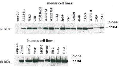 Western Blot: Caspase-2 Antibody (11B4)BSA Free [NBP2-80096]