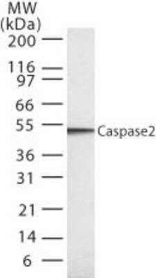 Western Blot: Caspase-2 Antibody (18E809.3) [NB100-56686]