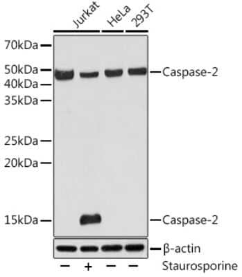 Western Blot: Caspase-2 Antibody (2Z10F1) [NBP3-16501]