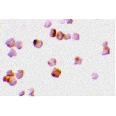 Immunocytochemistry/ Immunofluorescence: Caspase-2 Antibody - BSA Free [NBP2-26612]