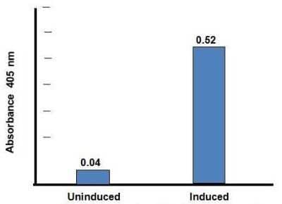 N/A: Caspase-3 Activity Assay Kit (Colorimetric) [NBP2-54838] -