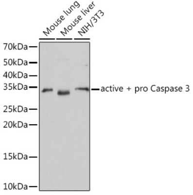 Western Blot: Caspase-3 Antibody (7T1W5)Active, Pro [NBP3-15840]